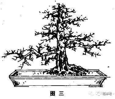 图解直干式盆景的造型技巧 一学便会