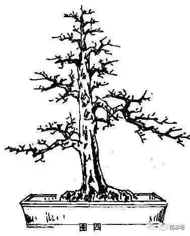 图解直干式盆景的造型技巧 一学便会