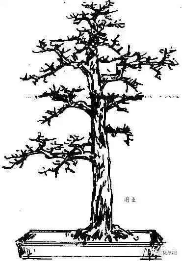 图解直干式盆景的造型技巧 一学便会