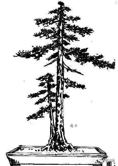 图解直干式盆景的造型技巧 一学便会