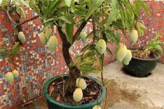 芒果盆景怎么养?