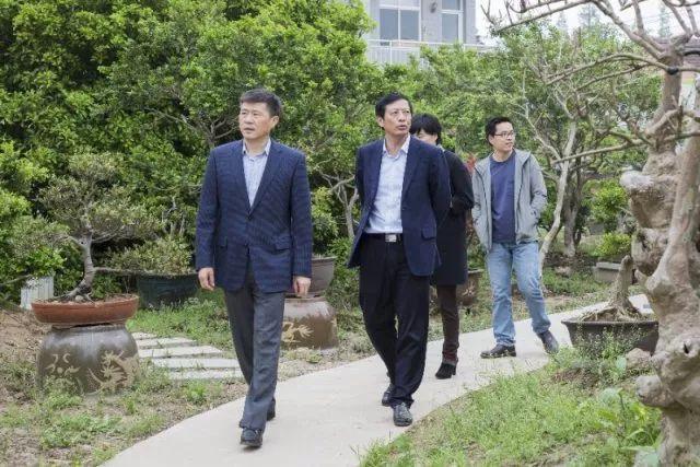 盆景会长深入园艺村黄杨种植大户造型基地