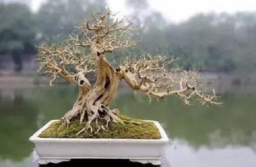 自己的盆景 不会修剪 不知道怎么制作