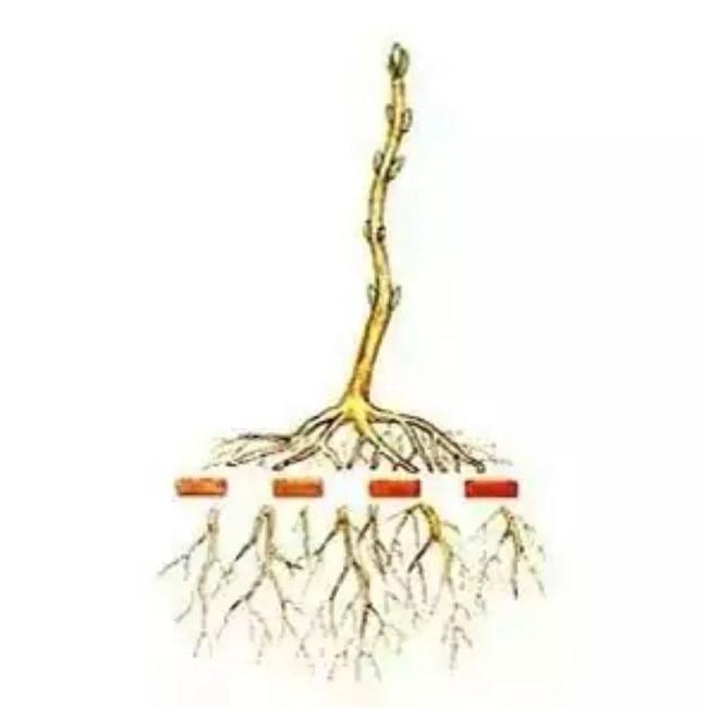 自己的盆景 不会修剪 不知道怎么制作