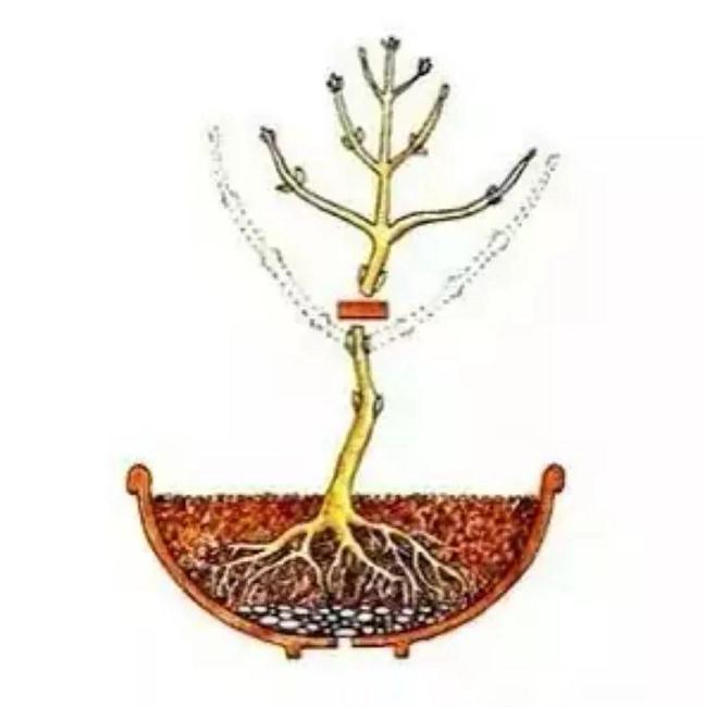 自己的盆景 不会修剪 不知道怎么制作