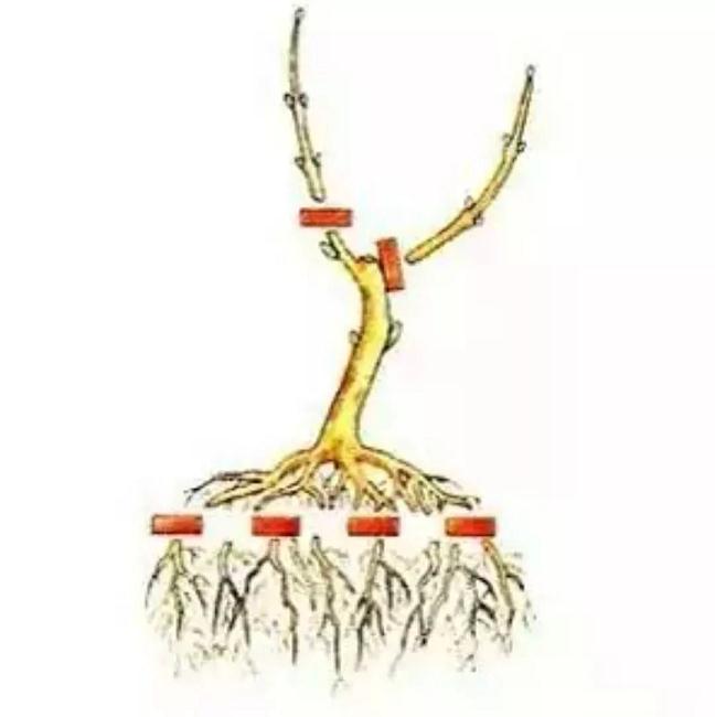 自己的盆景 不会修剪 不知道怎么制作