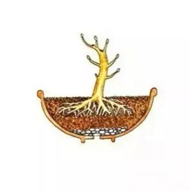 自己的盆景 不会修剪 不知道怎么制作