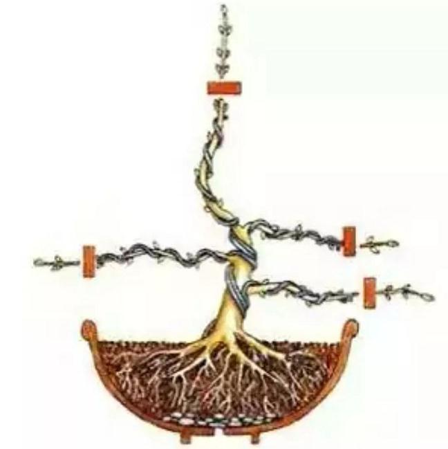 自己的盆景 不会修剪 不知道怎么制作