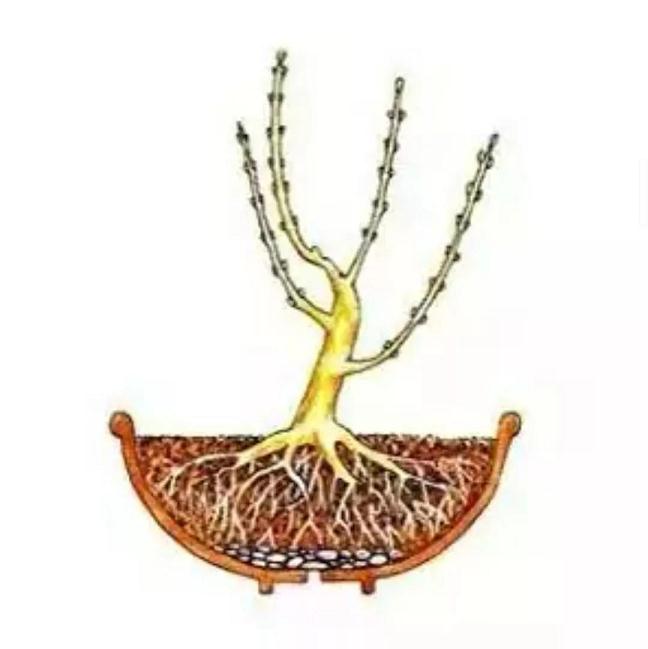 自己的盆景 不会修剪 不知道怎么制作