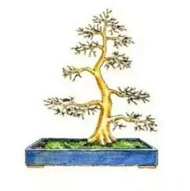 自己的盆景 不会修剪 不知道怎么制作