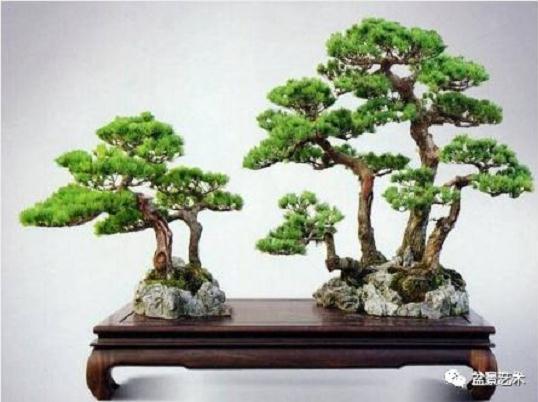 盆景造型设计的10个基本原则