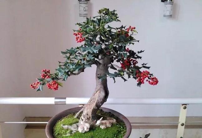 枸骨盆景的修剪造型