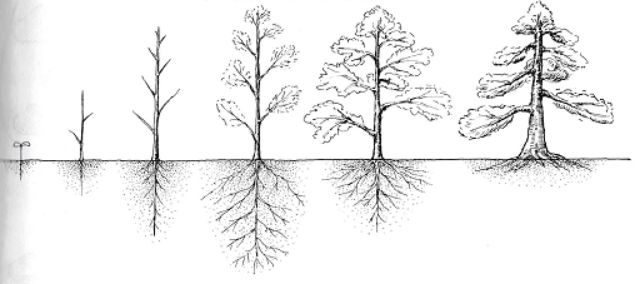 如何成为盆景大师?你不得不了解的盆景知识