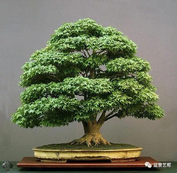 如何成为盆景大师?你不得不了解的盆景知识