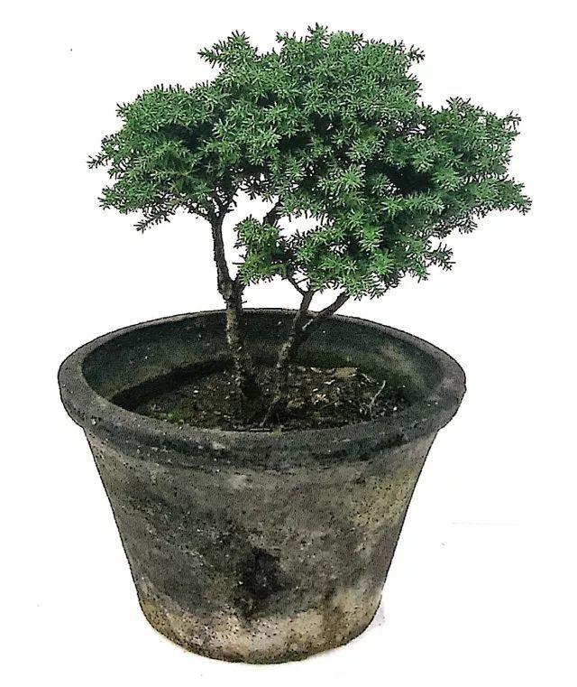 图解一本双干式微型盆景的造型技巧