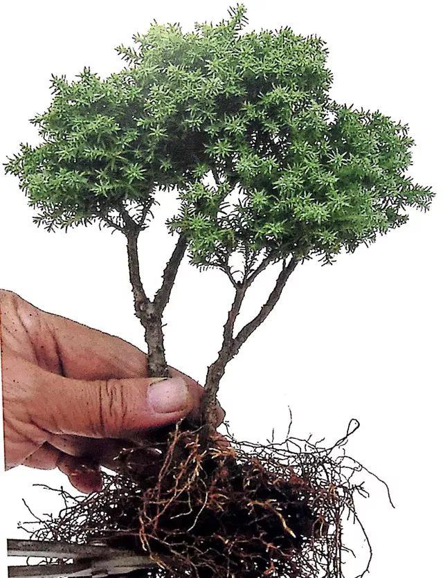 图解一本双干式微型盆景的造型技巧