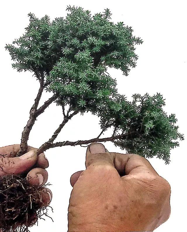 图解一本双干式微型盆景的造型技巧