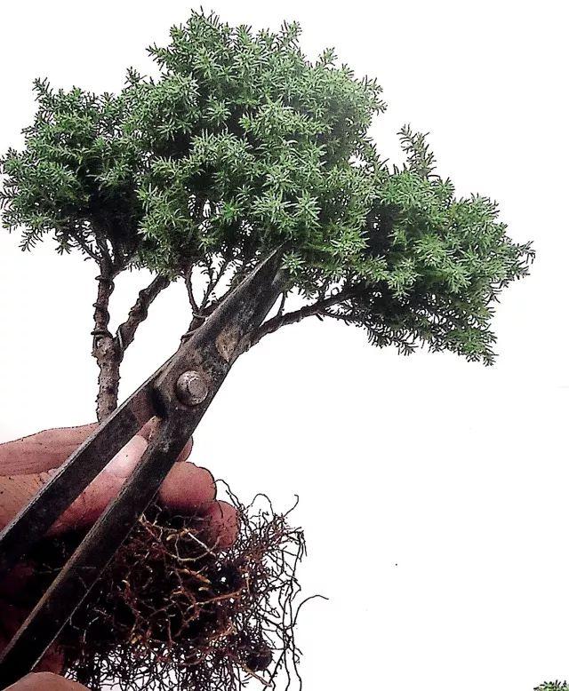 图解一本双干式微型盆景的造型技巧