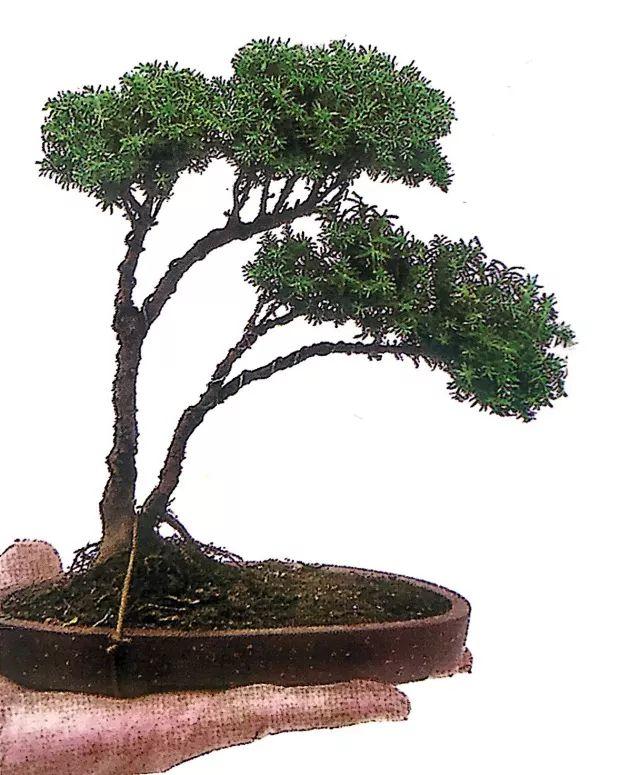 图解一本双干式微型盆景的造型技巧