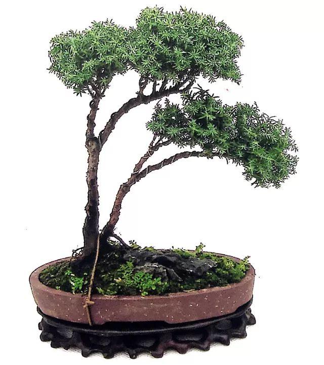 图解一本双干式微型盆景的造型技巧