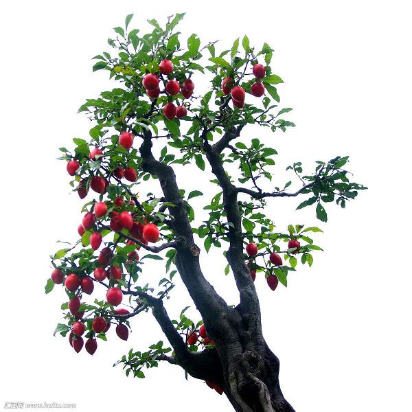 我看见邻居对金弹子盆景造型时 又点燃了我的好奇之心