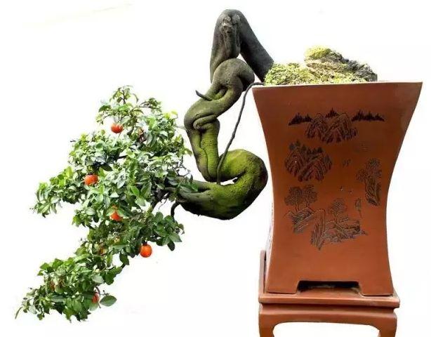 现在有很多专业的养花人都在盆景艺术在线现身