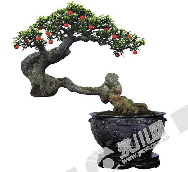 树桩成活希望的增加 我玩盆景的积极性更强了