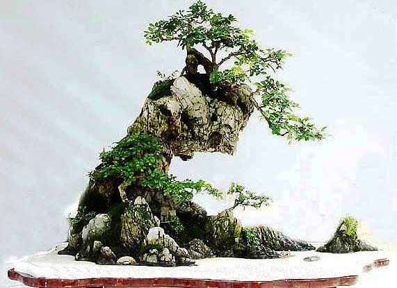 山水和水旱盆景的盆长不要超过10厘米