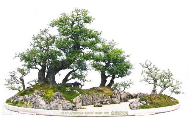  就这样我喜欢上了喜欢上了这个盆景网站