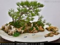 市场上好像开始流行那种深盆的山水盆景