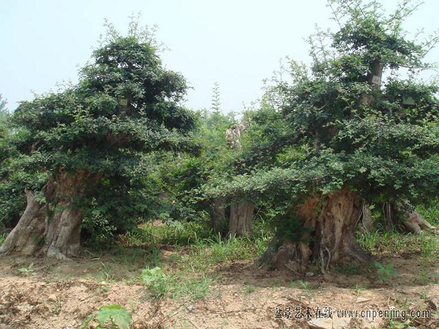 小的时候 我爸爸是做树苗盆景生意的