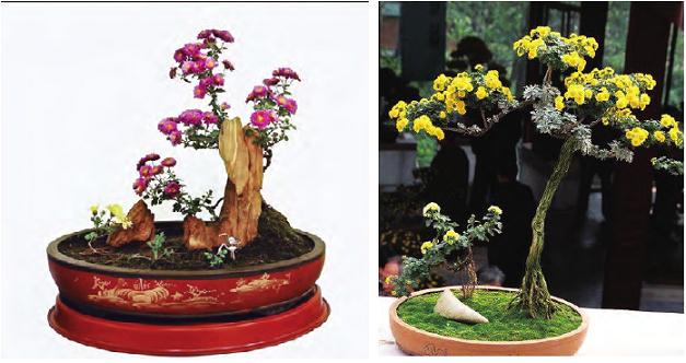 悬崖式菊花盆景的造型技巧