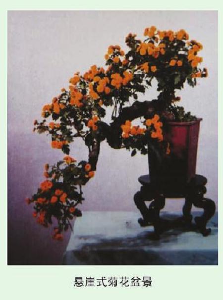 悬崖式菊花盆景的施肥技巧