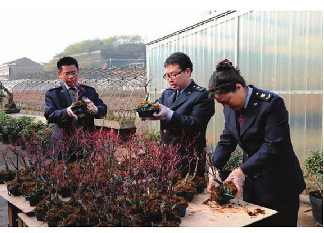 宁波检验检疫局全心培育出口盆景侧记