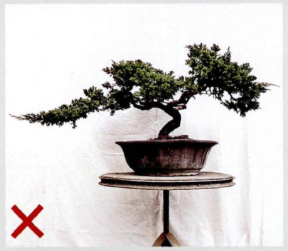 图解 悬崖式地柏盆景的制作技巧