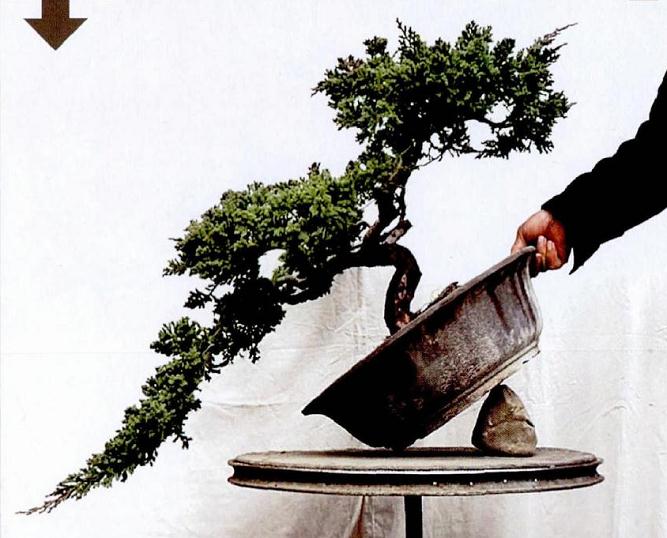 图解 悬崖式地柏盆景的制作技巧