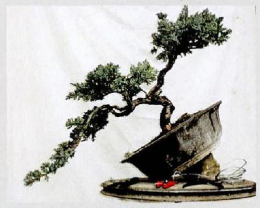 图解 悬崖式地柏盆景的制作技巧