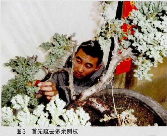 图解 悬崖式地柏盆景的制作技巧