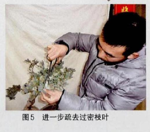 图解 悬崖式地柏盆景的制作技巧