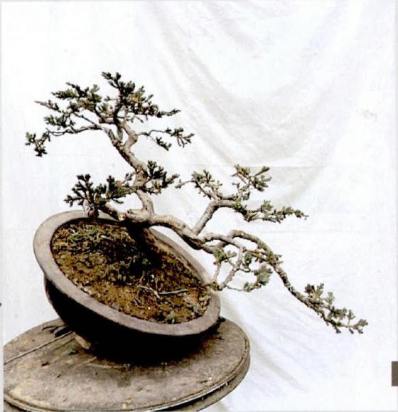 图解 悬崖式地柏盆景的制作技巧