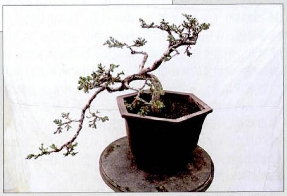 图解 悬崖式地柏盆景的制作技巧