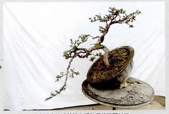 图解 悬崖式地柏盆景的制作技巧