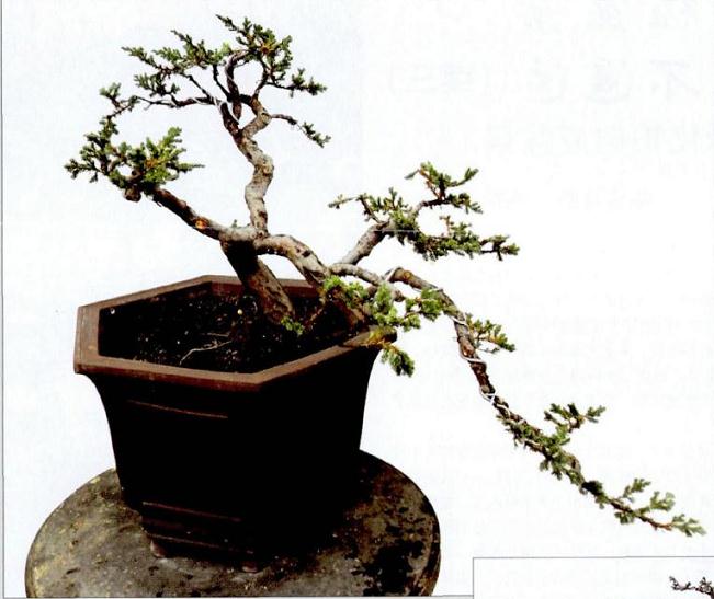 图解 悬崖式地柏盆景的制作技巧