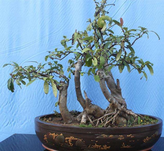 沂州木瓜盆景的生物学特性与经济价值