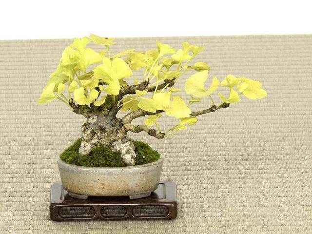 银杏盆景的养护--施肥与修剪