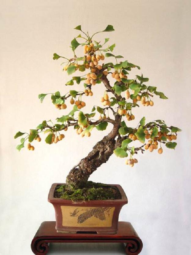 银杏盆景的养护--施肥与修剪