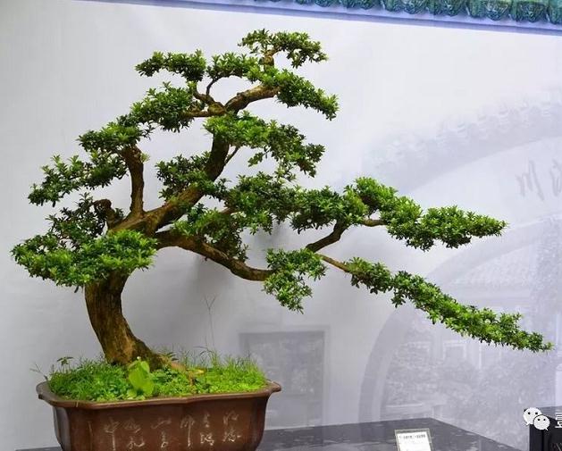 川派盆景的8种造型技巧