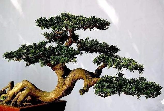 川派盆景的8种造型技巧