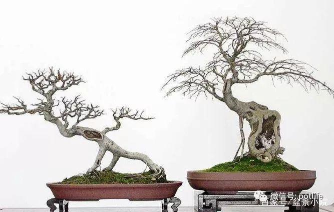 养护朴树盆景的注意事项与修剪技巧