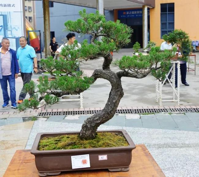 热烈祝贺2018年韶关盆景艺术展盛大开幕